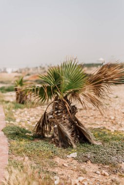LARNACA, CYPRUS, APR 11: sabah plaj manzaralı cadde, Kıbrıs adasındaki eski Larnaka kentindeki yürüyüş yolu içinde park edilmiş arabalar ve palmiyeler bulunuyor.