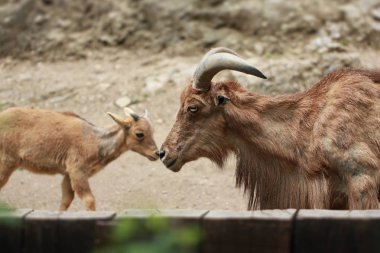 Şaraplık üzüm bağıyla şampanya