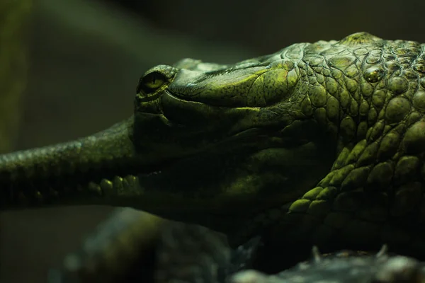 Closeup Green Aligator Skin — Stock Photo, Image