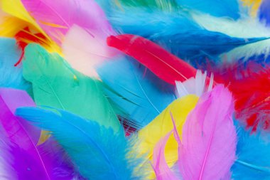 Parlak renkli tüylere yakın arkaplan