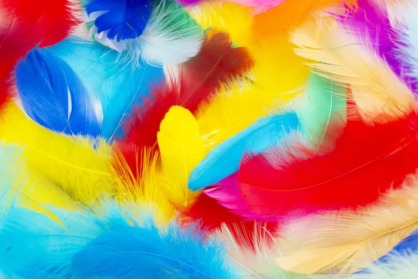 Parlak renkli tüylere yakın arkaplan