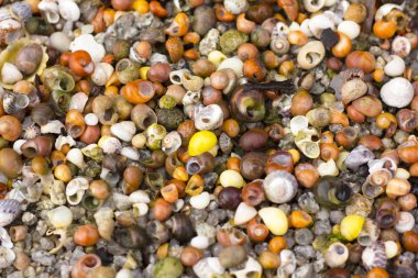 Kıyı şeridinde küçük muhteşem kabukları bir sürü