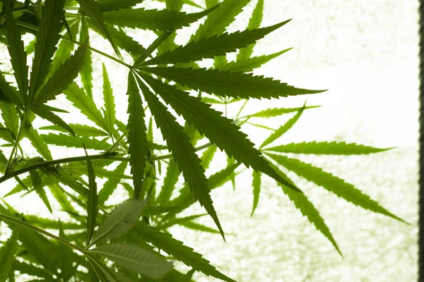 Sera içinde Hint keneviri yaprakların yakın çekim