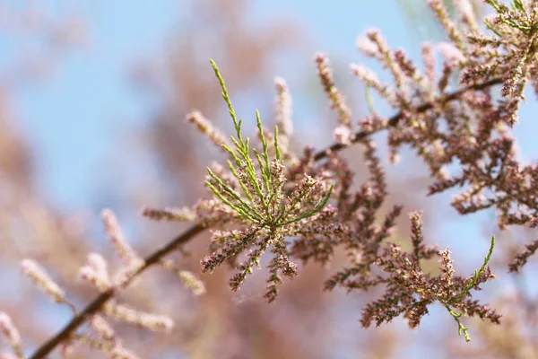 Baharda pembe çiçek açan ağaç ve mavi gökyüzü arka plan