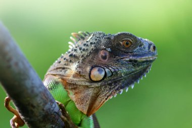 iguana, kertenkele, memeli hayvan, hayvan, 