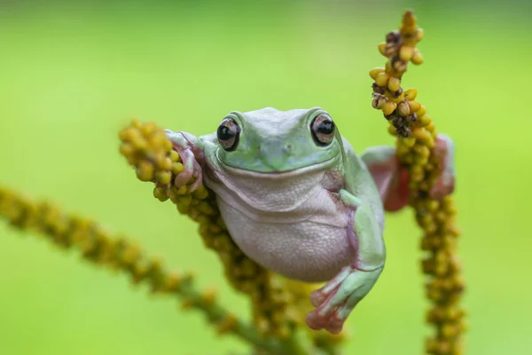 Frog Tree Frog Dumpy Frog Animal — Stock Photo, Image