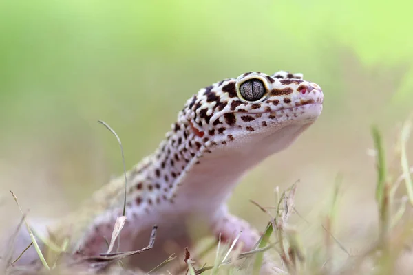Gecko Zvířat Plazů Savců Hmyzu — Stock fotografie