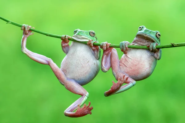 Rana Arborícola Rana Volcada Animales Vida Silvestre Mamíferos —  Fotos de Stock