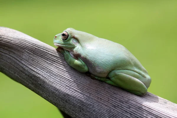 Frog Tree Frog Dumpy Frog Animal — Stock Photo, Image