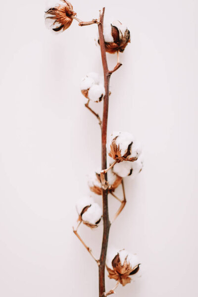 Cotton branch isolated on white background. Flat lay, top view. 