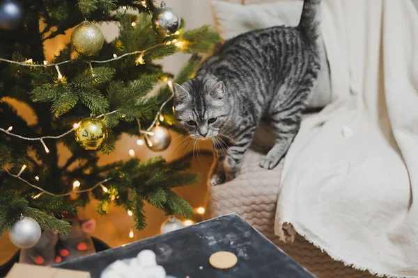 Домашний питомец милый котенок в праздничном рождественском интерьере. Симпатичный шотландский натурал в помещении. Зима, концепция нового года . — стоковое фото