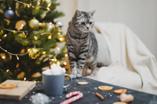 Home pet cute kitten cat in festive Christmas interior. Cute Scottish straight cat indoors. Winter, new year concept. — Stock Photo, Image