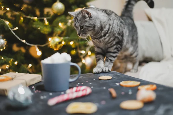 Home pet cute kitten cat in festive Christmas interior. Cute Scottish straight cat indoors. Winter, new year concept. — Stock Photo, Image