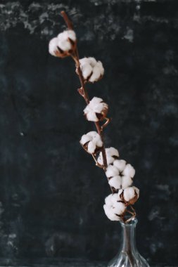 Beautiful cotton flowers in vase. Space for text