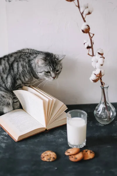 Домашний питомец симпатичный котенок по утрам дома. Симпатичный шотландский кот и завтрак. Кошачий портрет. Уютная концепция дома — стоковое фото