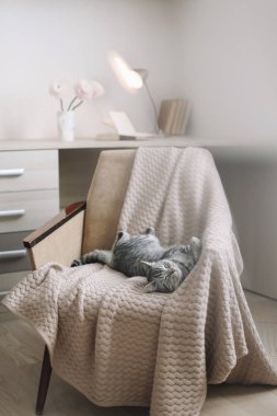 Evcil kedi yavrusu. Fotoğrafı kapat. Şirin İskoç heteroseksüel kedi koltukta uzanıyor, içeride. Kedi portresi. Şirin kedi vuruşu..