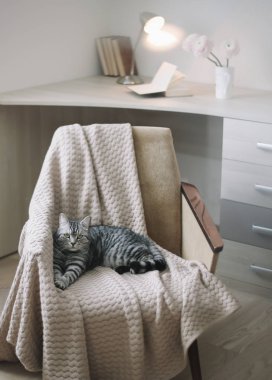 Evcil kedi yavrusu. Fotoğrafı kapat. Şirin İskoç heteroseksüel kedi koltukta uzanıyor, içeride. Kedi portresi. Şirin kedi vuruşu..