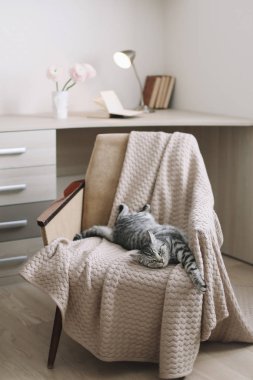 Evcil kedi yavrusu. Fotoğrafı kapat. Şirin İskoç heteroseksüel kedi koltukta uzanıyor, içeride. Kedi portresi. Şirin kedi vuruşu..