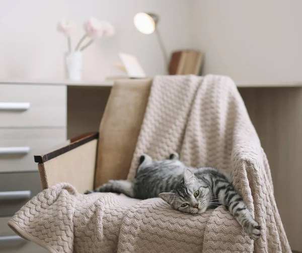 Home pet cute kitten cat close up photo. Cute Scottish straight cat llying on armchair, indoors. Cat Portrait. Cute cat shooting.