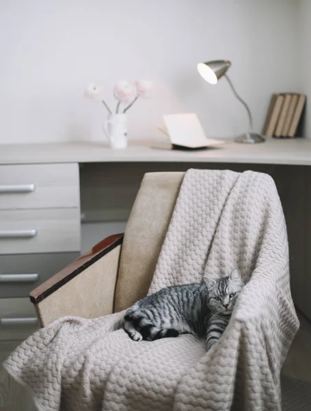 Домашний питомец симпатичный котенок крупным планом фото. Симпатичный шотландский натурал, лежащий на кресле, в помещении. Кошачий портрет. Стрельба в кошек . — стоковое фото