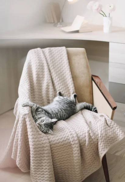 Home pet cute kitten cat close up photo. Cute Scottish straight cat llying on armchair, indoors. Cat Portrait. Cute cat shooting. — Stock Photo, Image