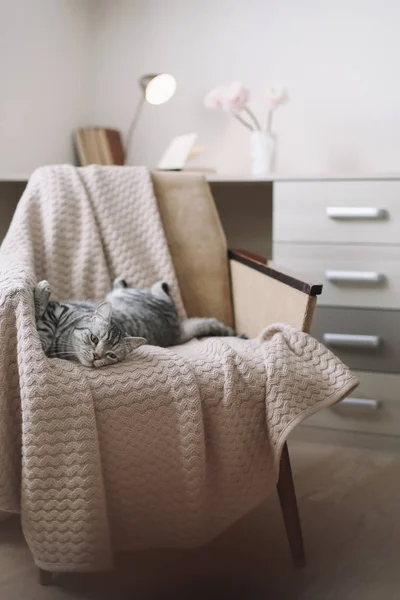 Домашній улюбленець, милий кошеня, зблизька фотографія. Маленький шотландський прямий кіт лежить на кріслі, у приміщенні. Котячий портрет. Гарненька стрілянина.. — стокове фото