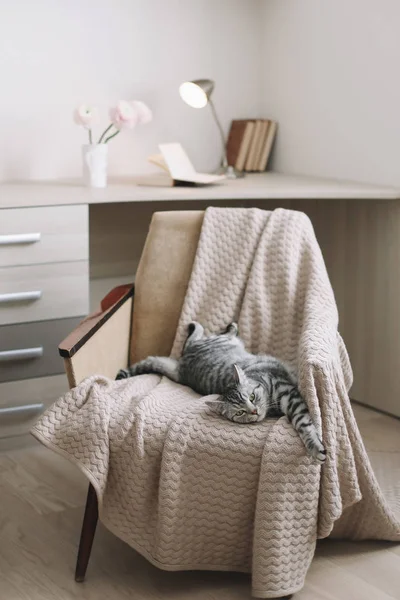 ホームペットかわいい子猫猫の写真を閉じます。かわいいスコットランドのストレート猫は、アームチェアに、屋内に横たわっている。猫の肖像。かわいい猫の撮影. — ストック写真