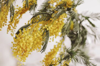 Bouquet of Mimosa flower. International Women Day. Easter concept