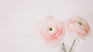 Floral background. Pink Ranunculus on a white background. Romantic background for invitations and greeting cards.  copy space.