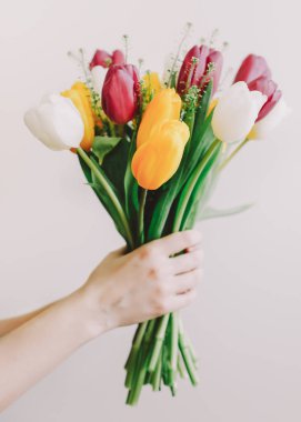 Tulips in the hands of a woman close-up on a white wall background. Mix of spring tulip flowers. Spring, International Womens Day concept