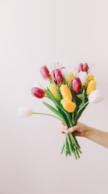 Tulips in the hands of a woman close-up on a white wall background. Mix of spring tulip flowers. Spring, International Womens Day concept