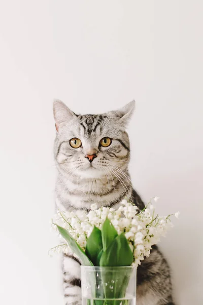 ホームペットかわいい子猫。花の中の面白い猫。猫の肖像。かわいい猫屋内撮影。女性ブロガーの居心地の良いフラットレイ. — ストック写真