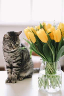 Çiçekli sevimli kedi yavrusu. Şirin İskoç heteroseksüel kedi içeride. Kedi portresi. Şirin kedi evde ateş ediyor..