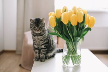 Çiçekli sevimli kedi yavrusu. Şirin İskoç heteroseksüel kedi içeride. Kedi portresi. Şirin kedi evde ateş ediyor..