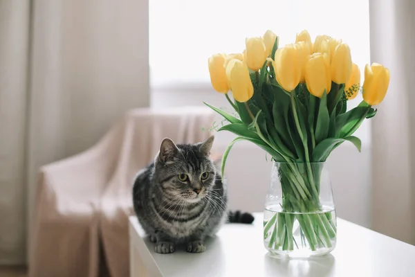 家养可爱的小猫,带花.可爱的苏格兰直的猫在室内。猫的肖像。可爱的猫在室内射击. — 图库照片