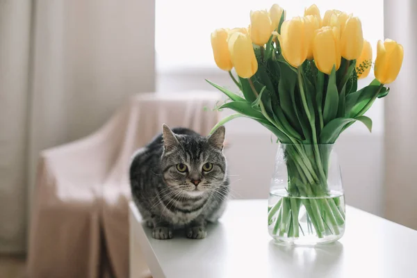 Hem husdjur söt kattunge katt med blommor. Söt skotsk straight cat inomhus. Kattporträtt. Söt katt inomhus fotografering. — Stockfoto