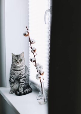 Ev kedisi, sevimli kedi yavrusu. Yakından çekilmiş komik bir fotoğrafı var. Şirin İskoç heteroseksüel kedi içeride. Kedi portresi. Şirin kedi vuruşu..