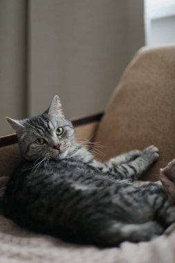 Ev kedisi, sevimli kedi yavrusu. Yakından çekilmiş komik bir fotoğrafı var. Şirin İskoç heteroseksüel kedi içeride. Kedi portresi. Şirin kedi vuruşu..