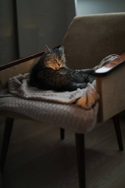 Ev kedisi, sevimli kedi yavrusu. Yakından çekilmiş komik bir fotoğrafı var. Şirin İskoç heteroseksüel kedi içeride. Kedi portresi. Şirin kedi vuruşu..