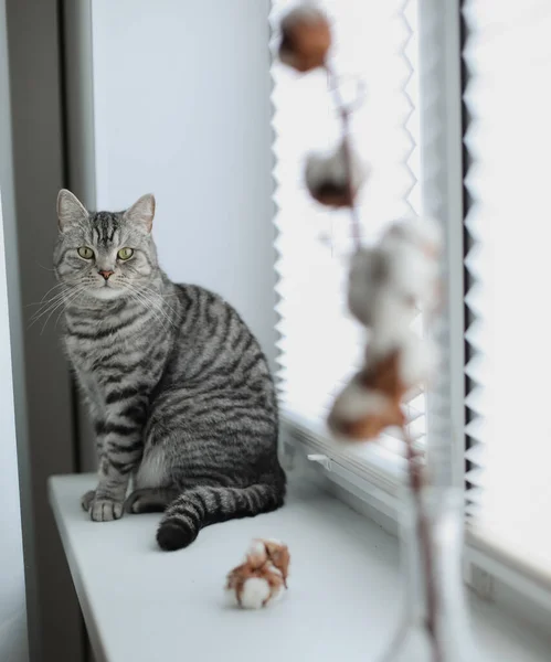 Hem sällskapsdjur söt kattunge katt med rolig tittar närbild. Söt skotsk straight cat inomhus. Kattporträtt. Söt katt skytte. — Stockfoto