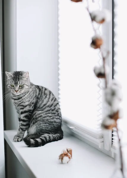 Casa animal de estimação gatinho bonito com engraçado olhando de perto foto. Gato bonito escocês em linha reta dentro de casa. Retrato de gato. Giro gato tiro . — Fotografia de Stock