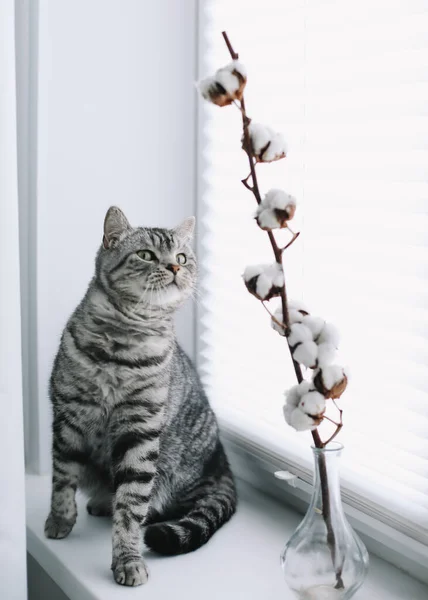 Домашний питомец симпатичный котенок с забавным взглядом крупным планом. Симпатичный шотландский натурал в помещении. Кошачий портрет. Стрельба в кошек . — стоковое фото