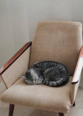 Ev kedisi, sevimli kedi yavrusu. Yakından çekilmiş komik bir fotoğrafı var. Şirin İskoç heteroseksüel kedi içeride. Kedi portresi. Şirin kedi vuruşu..