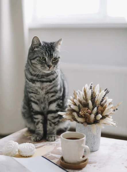 Evdeki komik kedi. Kadın blogcunun rahat Flatlay 'i. İskandinav tarzı, kızlık zarı konsepti. natürmort iç dekorasyon