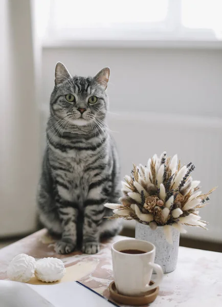 Evdeki komik kedi. Kadın blogcunun rahat Flatlay 'i. İskandinav tarzı, kızlık zarı konsepti. natürmort iç dekorasyon