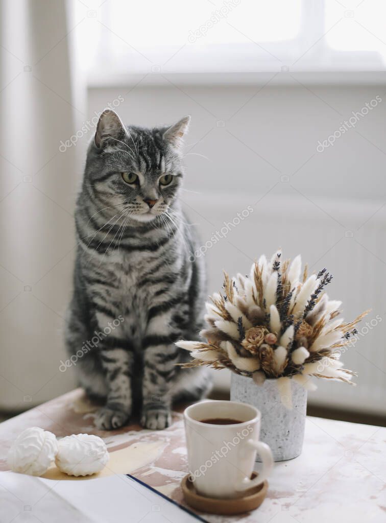Funny cat at home. Cozy Flatlay of female blogger. Scandinavian style, hygge concept. still life interior details