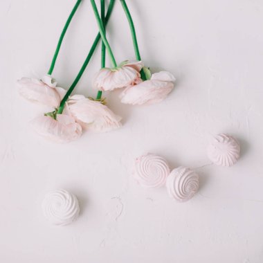 Pembe Ranunculus. Düğün ve doğum günü davetiyeleri ya da tebrik kartları için romantik bir geçmiş. Bahar duvar kağıdı. Boşluğu kopyala.