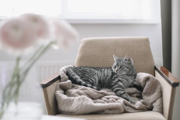 Gatinho em casa deitado na cadeira. Bonito gato liso escocês deitado em poltrona, dentro de casa. Retrato de gato. Gato tiro interior — Fotografia de Stock