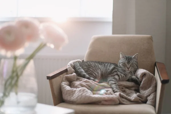 Hauskatze liegt auf dem Stuhl. Niedliche schottische Hetero-Katze, die auf einem Sessel liegt, drinnen. Katzenporträt. Katzenschießen — Stockfoto