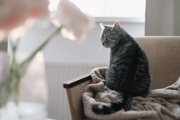 Thuis poesje liggend in de stoel. Schattige Schotse rechte kat die op een fauteuil zit, binnen. Kattenportret. Schietpartij voor katten — Stockfoto
